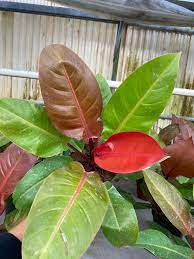 Live Tropical Houseplant Starter Plug - Philodendron Sun Red (Philodendron erubescens) - Easy-Care Jungle Decor for Plant Lovers