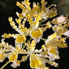 Myrmecophila Brysiana 'Dudenick' Orchid | 4" Potted Large Seedling | Rare Tropical Epiphytic Species | Showy Blooms