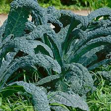250 Kale Lacinato Seeds - Dinosaur Kale (Brassica oleracea) - Nutritious Greens for Cooking & Smoothies - Organic & Non-GMO