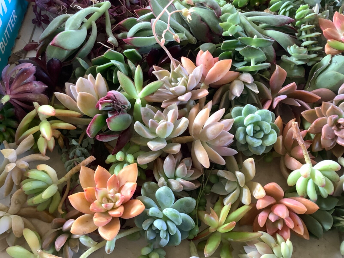 Assorted Succulent Unrooted Cuttings - 20 Varieties Echeveria Crassula Sedum Aloe Kalanchoe - DIY Propagation Collection
