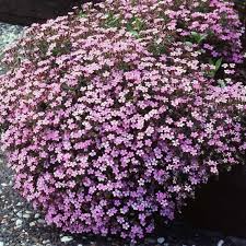 1000 Seeds Rock Soapwort Groundcover, Pink Flowers, Non-GMO Saponaria ocymoides, Easy to Grow Spreading Perennial
