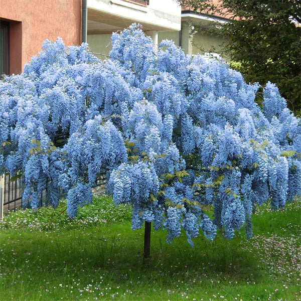 2 Live Bare Root Blue Chinese Wisteria Trees, 1-2 Ft, Wisteria sinensis, Fragrant Flowering Ornamental Plants