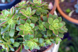 2" Live Succulent Plants - Aeonium decorum ‘Green’ - Drought-Tolerant, Rosette-Forming, Easy-Care Houseplant