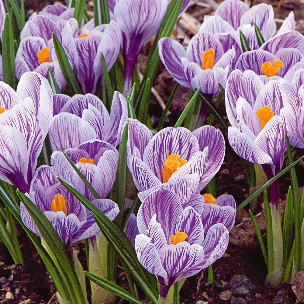 Crocus Bulbs Mix - 5 Cold Hardy Perennial Flower Bulbs, Purple Blue White Striped Varieties, Crocus spp.