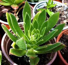 Aeonium Simsii ‘Green’ Succulent - 2 Bare Root 2" Live Plants, Rosette-Forming, Drought-Tolerant Houseplant