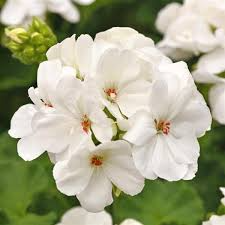 White Zonal Geranium Cuttings - 6" Unrooted Live Plant - Fast-Growing Flowering Perennial - Pelargonium zonale - USDA Zones 10-11