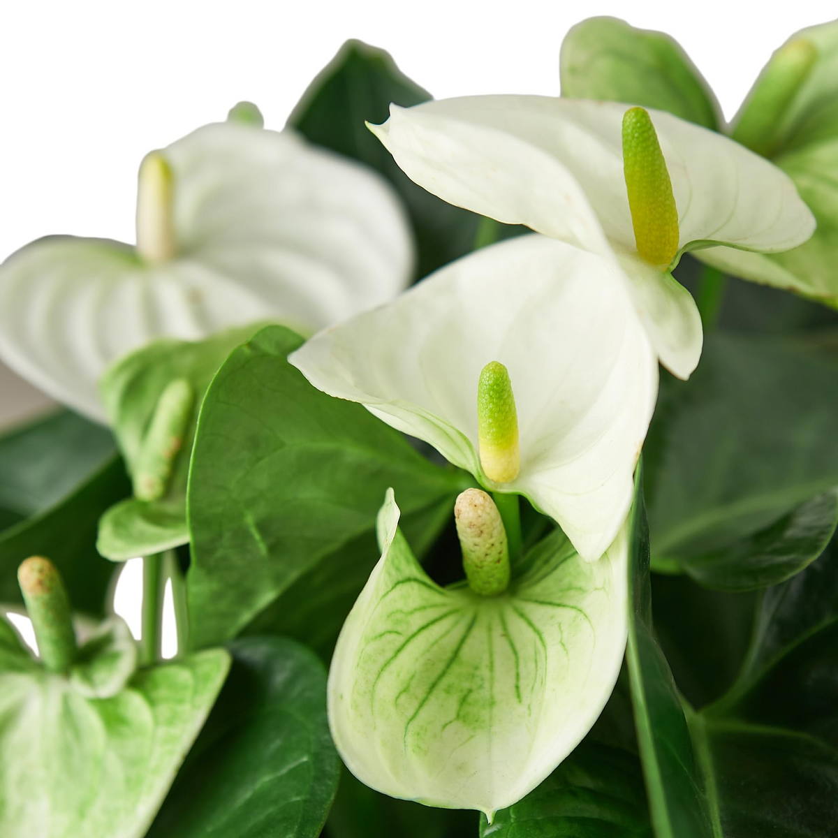 Anthurium Starter Plant - Live White Flamingo Flower - Low Maintenance Indoor Tropical Houseplant - Anthurium andraeanum