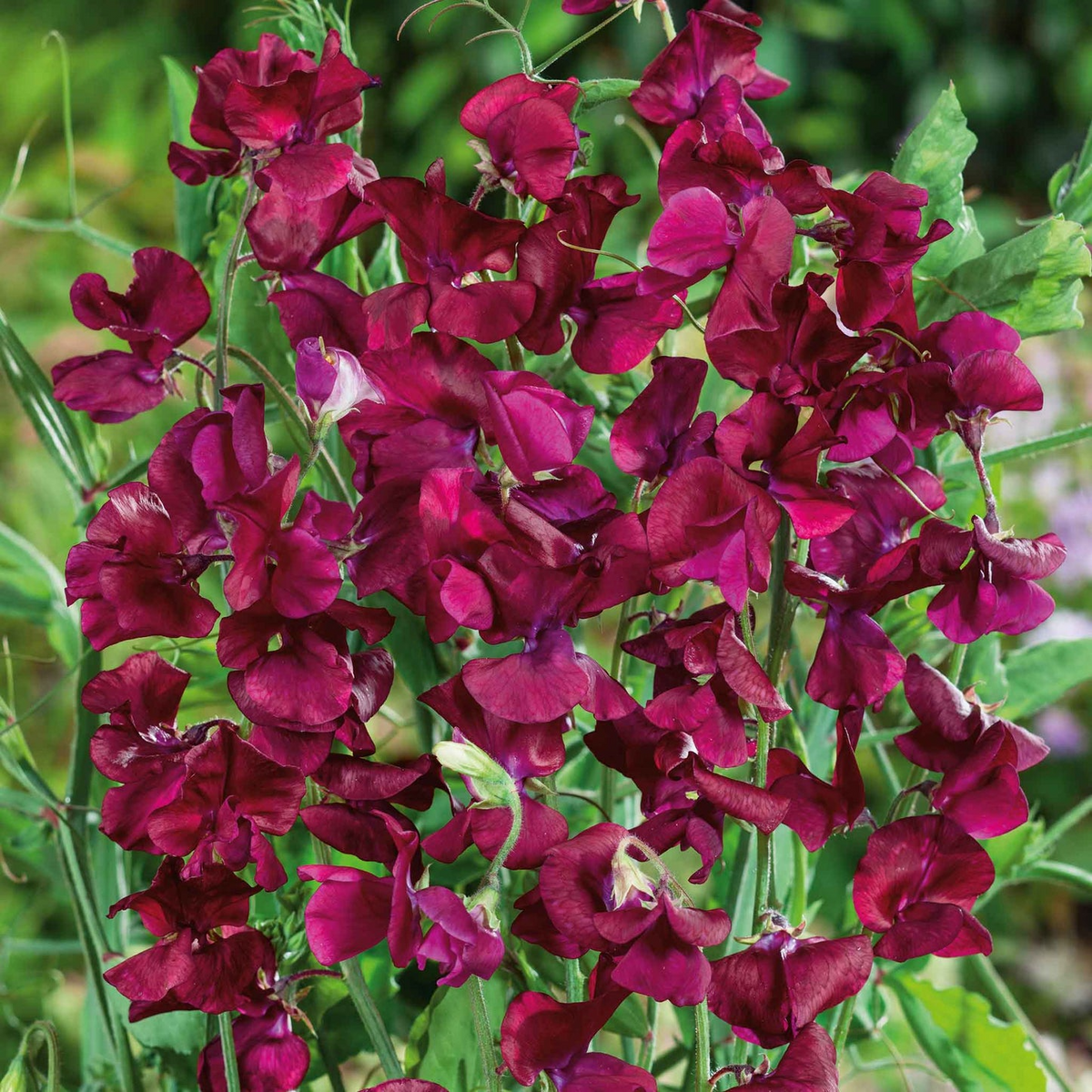 Royal Maroon Sweet Pea Seeds - 50+ Deep Burgundy Blooms - Climbing Vine for Trellises & Bouquets - Lathyrus odoratus