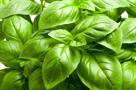 Italian Large Leaf Basil Seeds - 200 Heirloom Non-GMO Seeds, Aromatic Herb, Ocimum basilicum, Perfect for Culinary Use