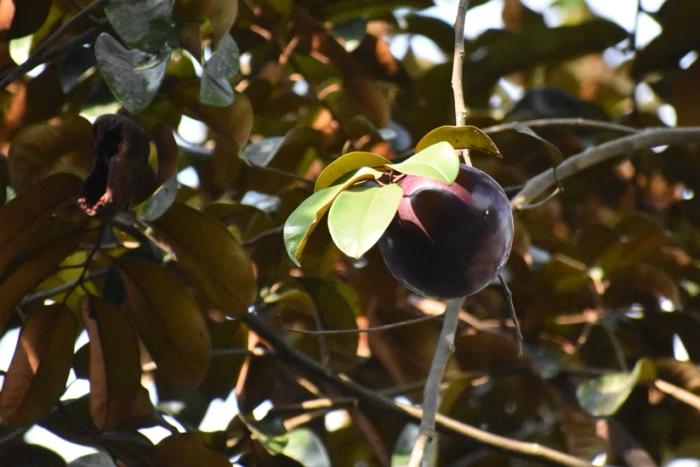 Caimito Purple Star Apple Seedling | 3-6" Live Plant in 2.5" Pot | Tropical Fruit Tree | Chrysophyllum cainito