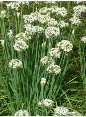 30 Bare Root Live Plants Garlic Chives Chinese Leeks Allium tuberosum | Hardy Perennial Culinary Herb, Pollinator-Friendly