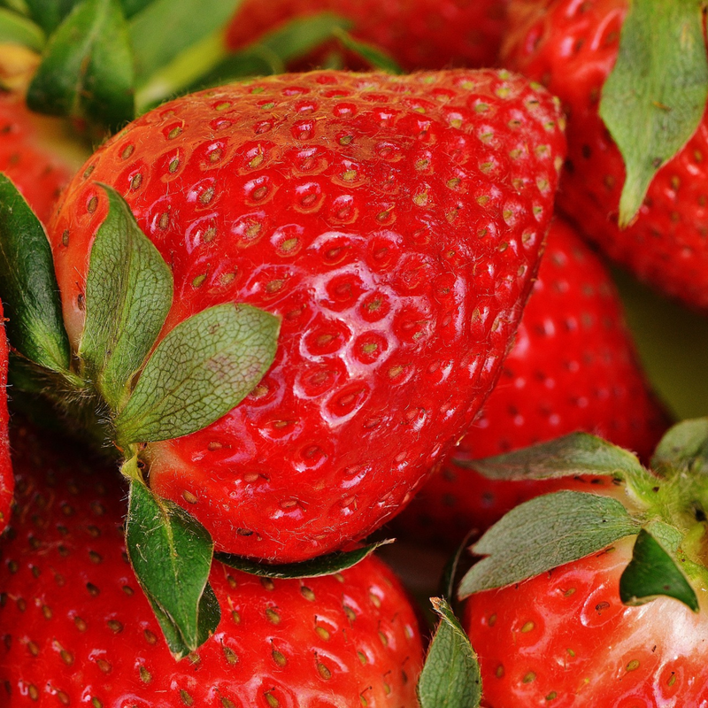 12 Bare Root Everbearing Strawberry Plants "San Andreas" - Fragaria x ananassa - High Yield, Disease-Resistant, Zones 4-9