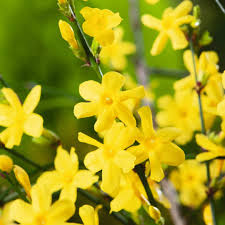 7+ Fresh Cuttings Winter Jasmine Vine, Bright Yellow Flowers, Jasminum Nudiflorum, January Blooms, Easy Propagation