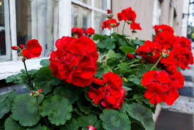 Geranium Cuttings | 3 Live 6” Unrooted | Pelargonium ‘Red’ | Bright Red Blooms, Drought-Tolerant, Easy-Care Flowering Plant