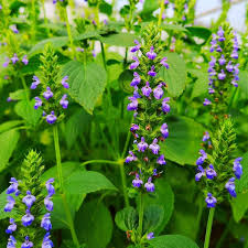 500 Chia Herb Seeds - Salvia hispanica - Heirloom, Fast-Growing, Pollinator-Friendly, Ideal for Sprouting & Gardens