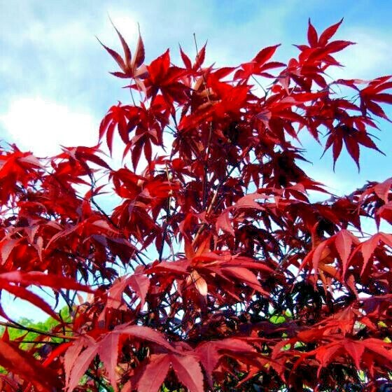 10 Dwarf Japanese Red Linear-Leaf Maple Seeds - Acer Scolopendrifolium - Bonsai or Patio Tree - Rare Ornamental Maple Seeds