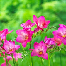 Freesia Bulbs - 5 Pack, Pink Fragrant Flowers, Freesia (USDA Zones 9-10) - Perfect for Gardens & Containers