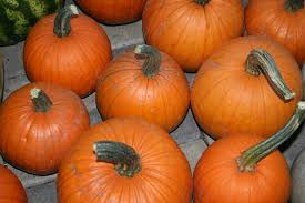 Small Sugar Pumpkin Seeds 1g - Heirloom Variety, Sweet Flavor, High Yield, Cucurbita pepo for Baking & Container Gardening
