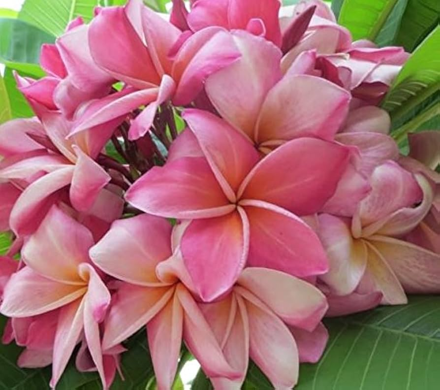 Pink Plumeria Unrooted Cutting 10 Inches - Fragrant Tropical Plant with Pink Flowers, Plumeria rubra