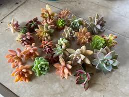 25 Unrooted Succulent Cuttings Variety Pack - Colorful Echeveria, Sedum, Crassula - Easy to Grow, Drought-Tolerant Plants