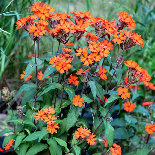 100 Seeds Arkwright's Campion Vesuvius - Non-GMO Perennial, Hummingbird-Friendly Red Blooms, Pollinator Plant (Silene arkwrightii)