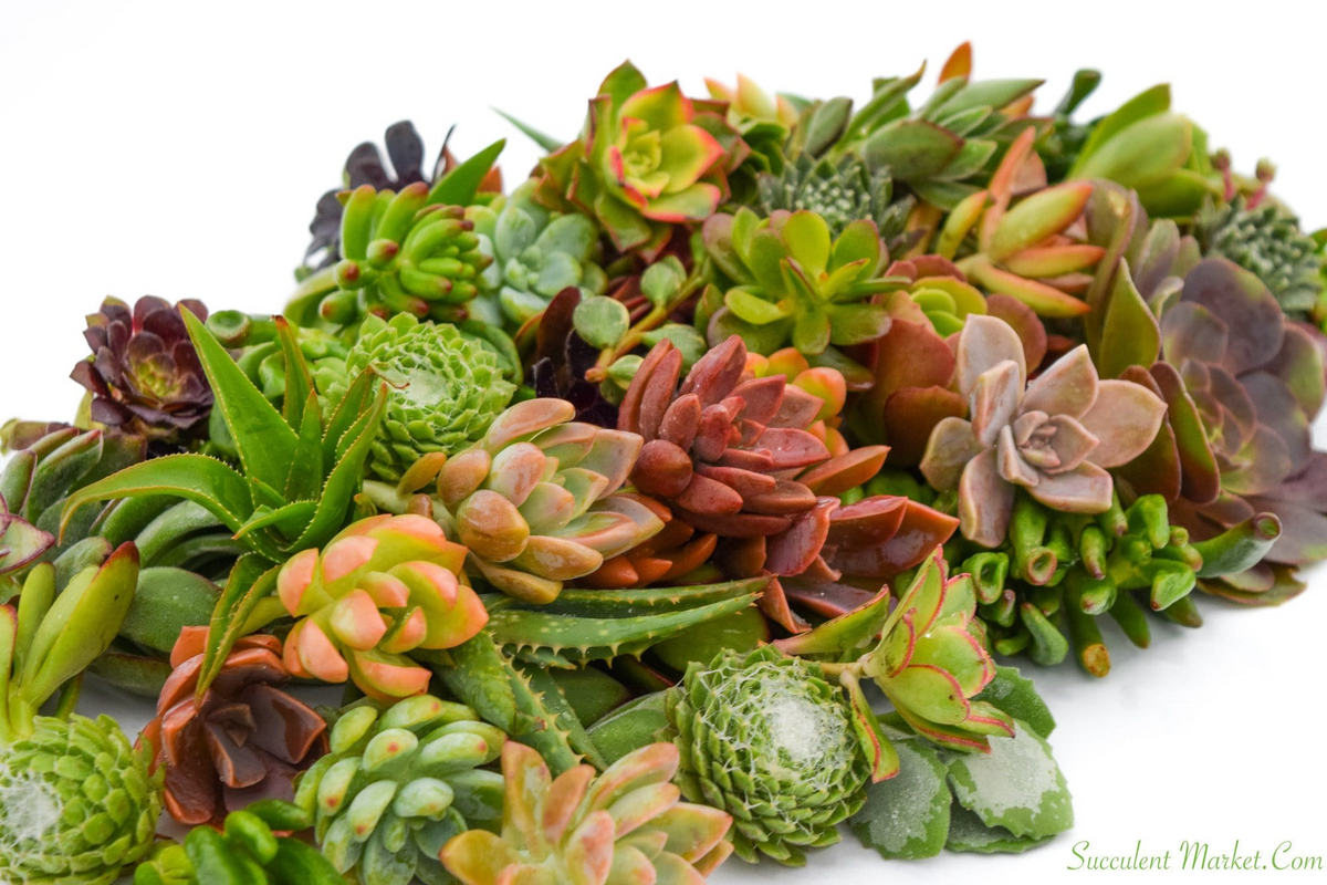 15 Assorted Succulent Unrooted Cuttings 1-2" - Echeveria, Crassula, Sedum - Ideal for Propagation & Easy Care, Plant Collection
