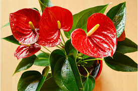 Red Sensation Anthurium Starter Plant Plug - King Veitchii - Live Well-Rooted Seedling - Indoor Outdoor Flowering Plant