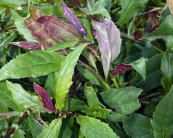 12 Unrooted Cuttings Okinawa Spinach 5-6" Gynura bicolor Edible Purple Leaf Plant Easy to Grow Nutrient-Rich Herb Starter