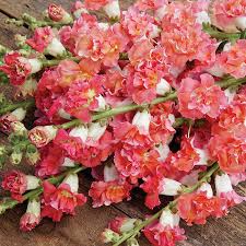 Snapdragon Seeds - 1000+ Madame Butterfly Bronze White - Antirrhinum majus - Ruffled Blooms for Garden & Bouquets