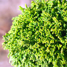 Dwarf Evergreen Cypress Starter Plant 4-6 Inches Chamaecyparis Pisifera 'Tsukumo' Deer-Resistant Bonsai Garden Accent