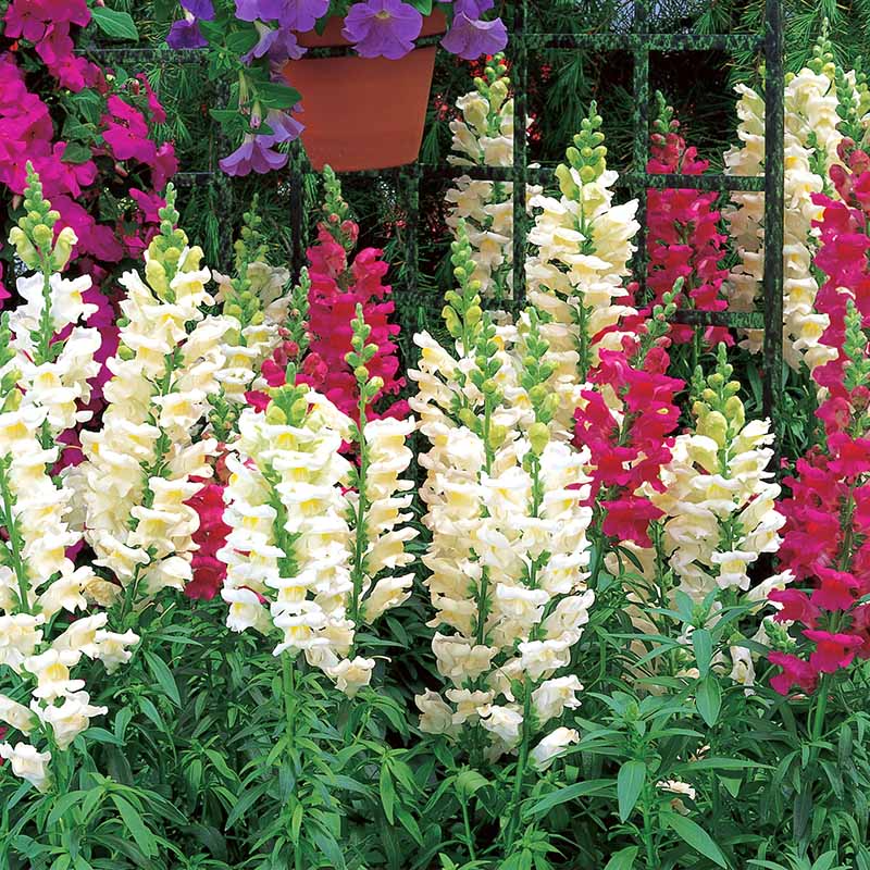 Snapdragon Seeds - 1000+ Liberty Classic Mix - Antirrhinum majus - Vibrant Red, Yellow, Pink, White, Orange Blooms for Gardens