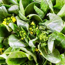 500mg Yu Choy Sum Seeds - Heirloom Brassica Jung Green - Non-GMO Asian Green for Stir-Fries & Soups - Brassica rapa var. parachinensis