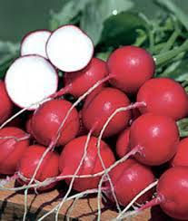 Champion Radish Seeds - 300 Heirloom Non-GMO, Fast-Growing Scarlet-Red Raphanus sativus for Home Gardens and Microgreens