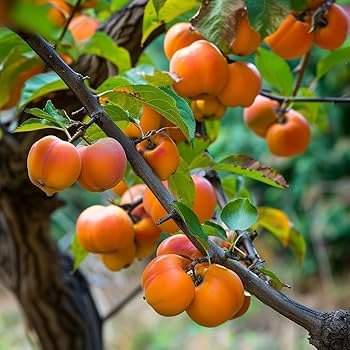 American Persimmon Tree - Live Bare Root Plant 18"-24" - Diospyros virginiana - Edible Fruit & Wildlife Friendly for Zones 4-9