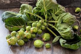 500+ Mighty Brussels Sprouts Seeds – High-Yield Cold-Hardy Variety – Green – Brassica oleracea