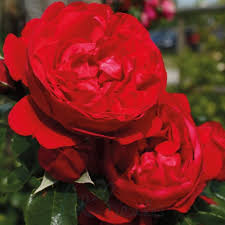 Super Rare Florentina Rose Cuttings - 3 Fresh Climbing Rose Cuttings for Grafting - Rosa ‘Florentina’ - Vibrant Red Blooms