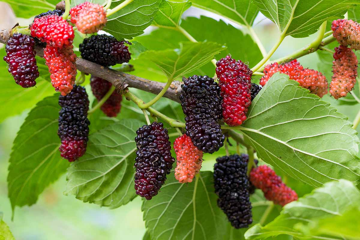 12 Unrooted Red Mulberry Cuttings 6-8" | Morus rubra | Fast-Growing Fruit Tree for Garden | Ideal for Small Gardens