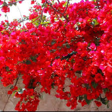 Spectabilis Red Bougainvillea Starter Plant Plug | Rare Tropical Plant with Vibrant Red Blooms | Bougainvillea Spectabilis