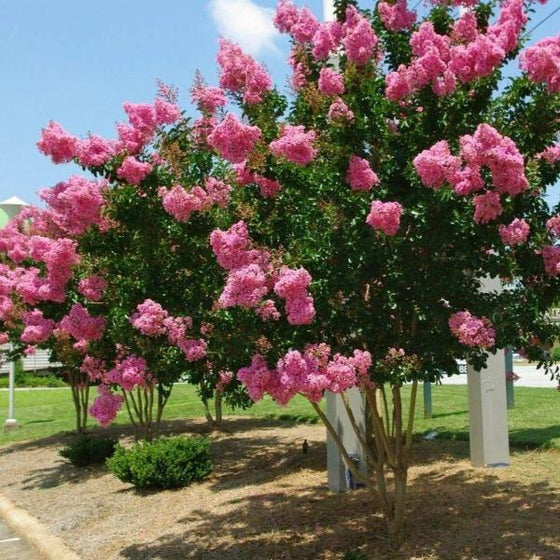 7 Live 6” Dark Pink Crepe Myrtle Cuttings | Lagerstroemia Indica | Fast-Growing, Drought-Tolerant Ornamental Plant