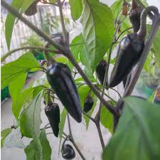 10 Seeds Mulato Isleno Poblano Pepper, Capsicum Annuum, Mild Chili Pepper, Smoky-Sweet Flavor