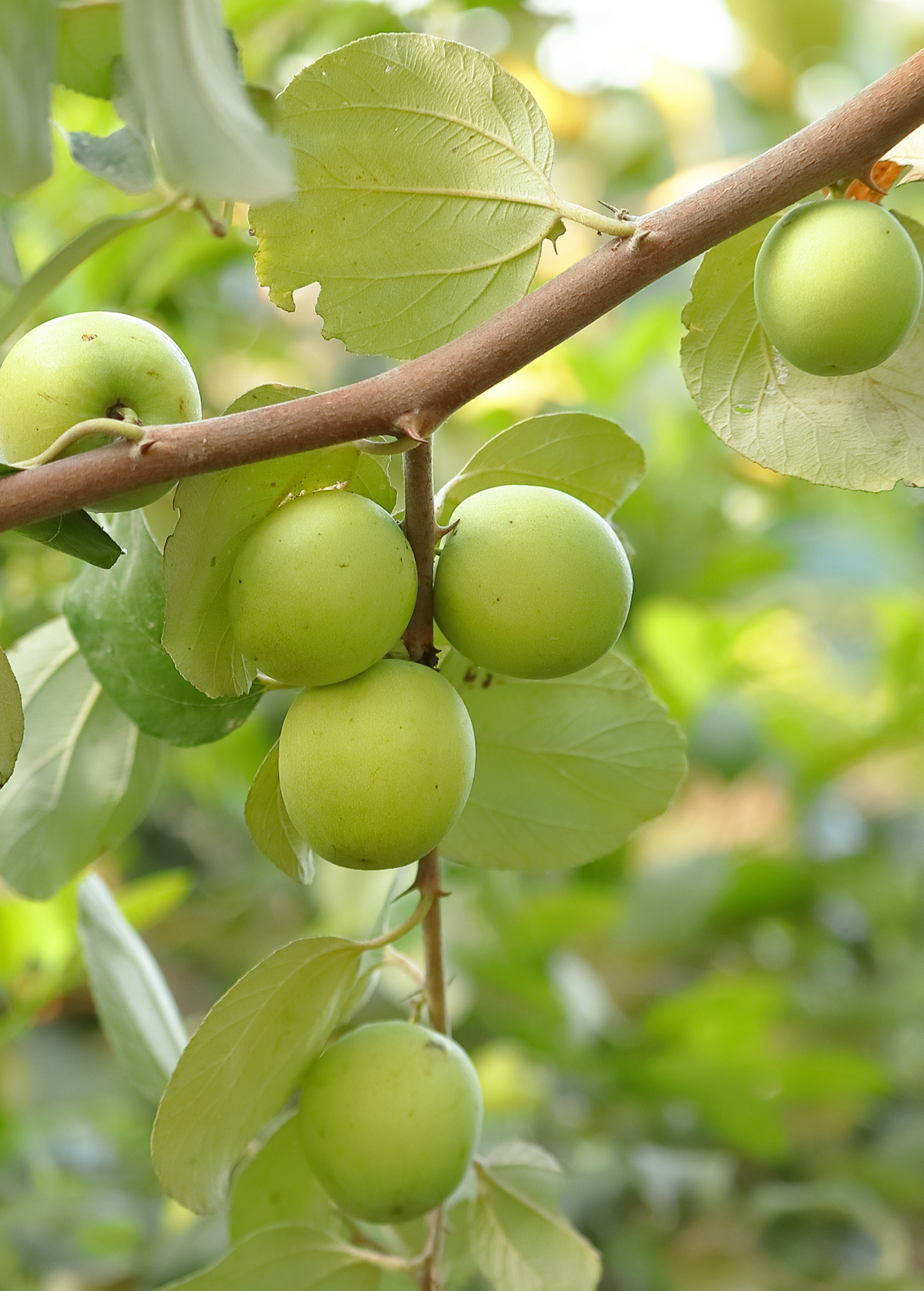 Indian Jujube (Ziziphus mauritiana)