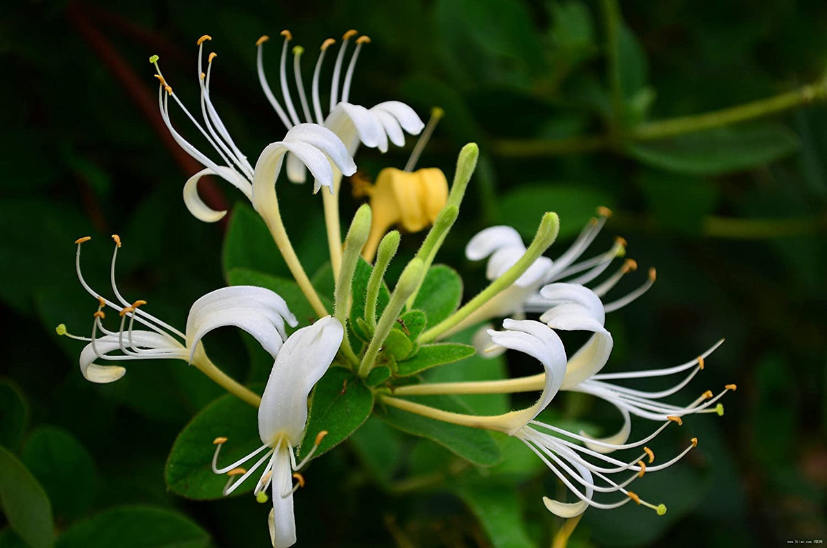 10 Japanese Honeysuckle Vine Cuttings - Lonicera japonica, Unrooted, Fragrant Climber for Propagation, Fast-Growing