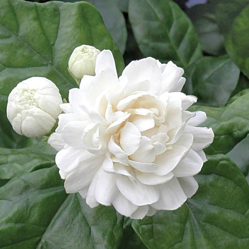 2 Grand Duke Jasmine Plants | Bareroot Plugs 7–10" | Super Fragrant Arabian Jasmine | Jasminum Sambac
