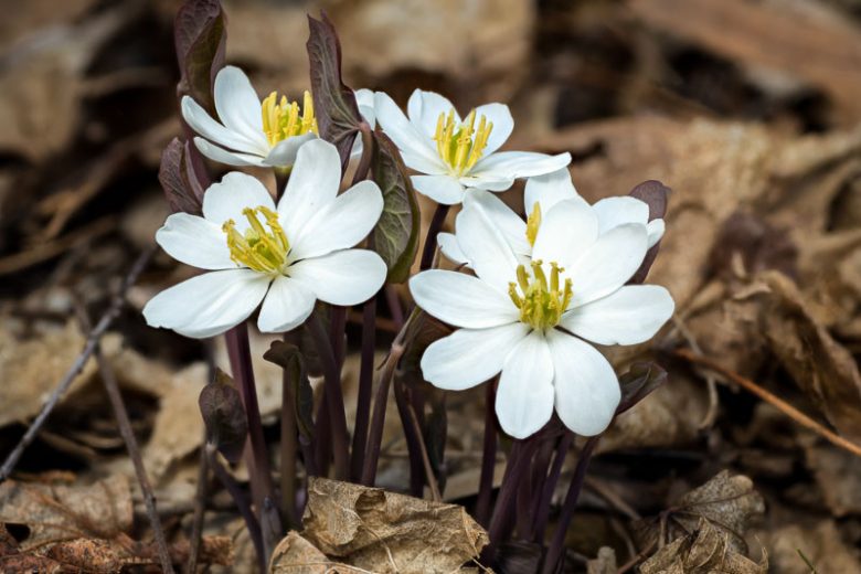 5 Bare Root Twinleaf Plants | Jeffersonia diphylla | Native Woodland Perennial | Early Spring Shade Garden Flower