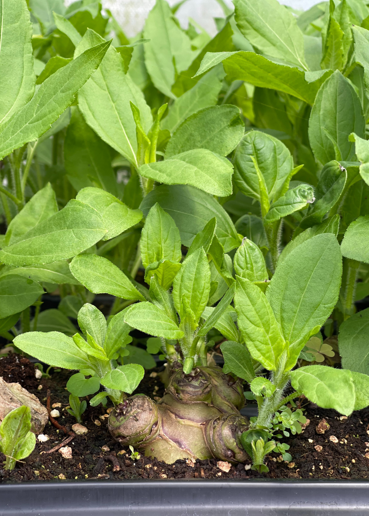 Jerusalem Artichoke (Helianthus tubersosus)