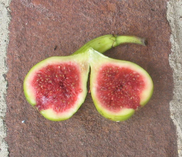 JH Adriatic Fig Cutting - Unrooted 8"+, 3 Nodes | Ficus carica - Rare Green Fig with Strawberry Red Flesh for Grafting