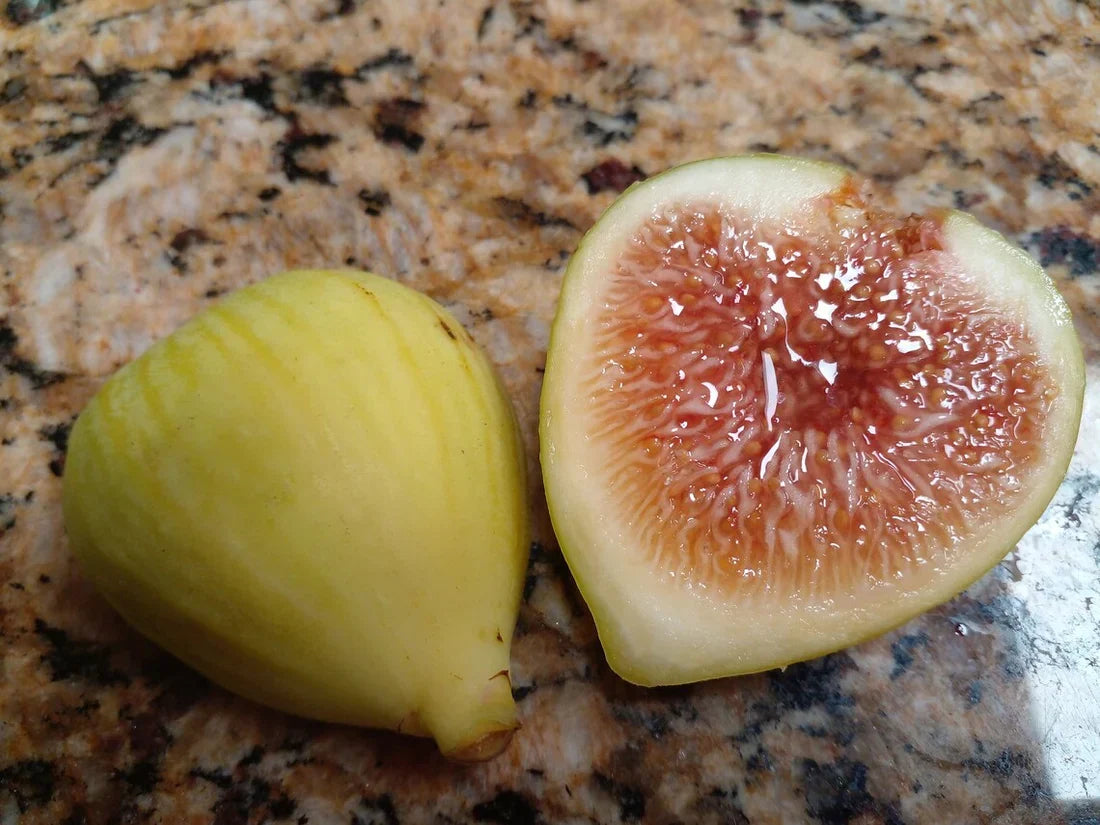 White Kadota Fig Cuttings - 2 Unrooted 6-8" - Ficus carica - Heirloom Green Fig for Propagation & Home Gardens