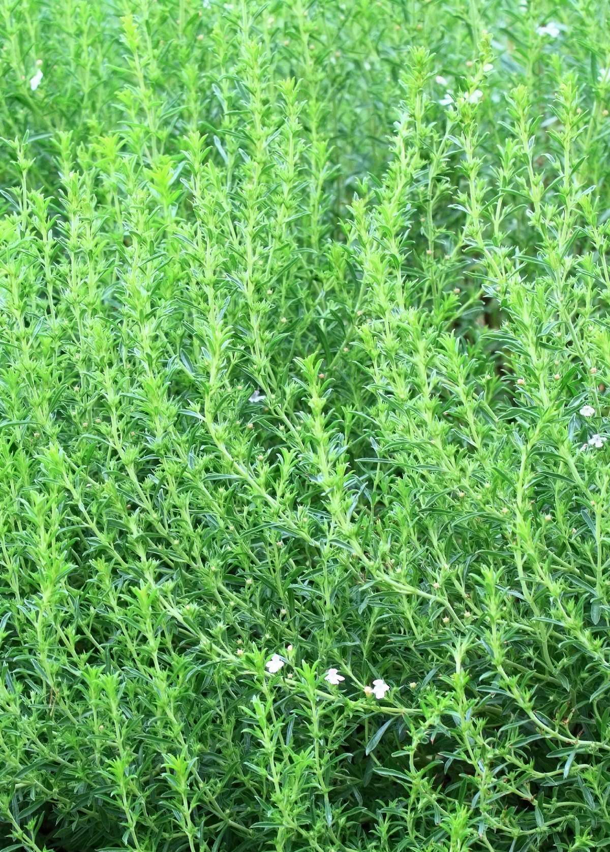 Jamaican Mint Tree, Kama Sutra Mint (Satureja viminea)