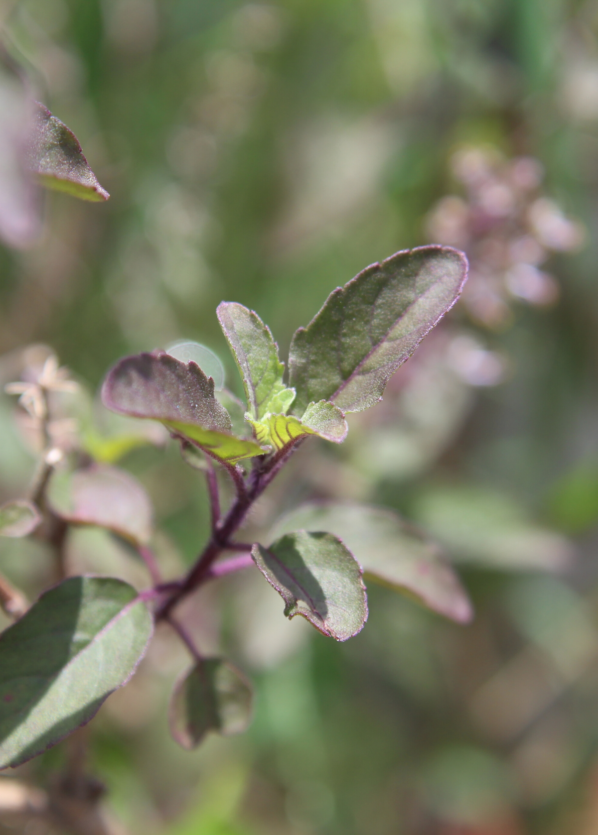 Tulsi 'Krishna' (Ocimum tenuiflorum)