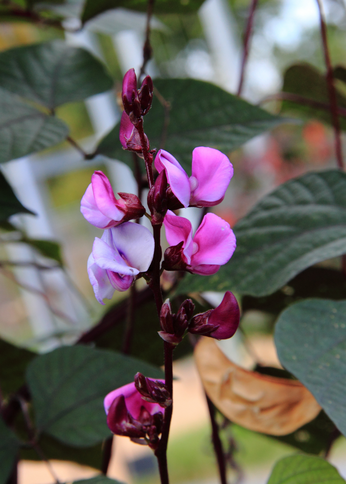 Lablab Bean (Lablab purpureus)